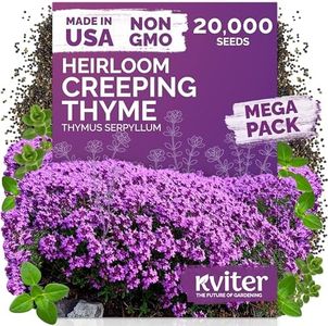 KVITER 20,000 Creeping Thyme Seeds (Thymus Serpyllum) – Wild Thyme, Aromatic Ground Cover, Purple Perennial Flower Seed Packets – Great Non GMO Herb Seeds for Outdoor Garden, Landscapes & Paths