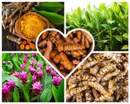 Fresh Turmeric Roots Bulk Raw Yellow Turmeric Rhizomes to Grow, 1Lb Curcuma Longa Ginger Bulbs, Live Turmeric Roots for Planting Indoors Outdoors