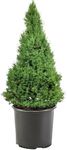 1 Gallon, Dwarf Alberta Spruce Shrub, Green