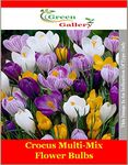 Green Gallery Crocus Multi-Mix Beautiful Fresh Flower Bulbs for Home Terrace and Kitchen Indoor Outdoor Gardening Planting Winter Special (Multi-Mix, 15)