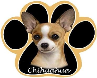 Chihuahua 