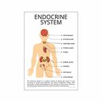 Anne Print Solutions® Endocrine system chart Posters For Hospital Posters | Nursing Home Posters | Clinic Posters Pack Of 1 Pcs Size 13 Inch X 19 Inch* Multicolor (OPTION 3)