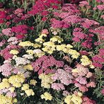 Achillea 'Colorado Mix'. Plug Plant x 4. Perennial Flowers. Plants for Pollinators. Yarrow. Available from Bedwen Plants.