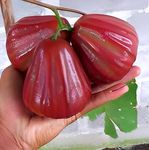 Hidden Enterprise Delicious Hybried Short time grow Sweet Red Java Water Apple/Strawberry water apple Fruit Plant. For Home Garden Out Door Live Plan. Pack Of 01 Healthy Grafted Jamun Plant.