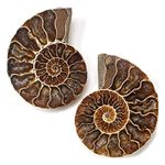 KALIFANO Extinct Natural Polished Ammonite Shell Pair Fossil Stone - Mineral from Madagascar with Feng Shui Healing Properties Thought to Bring Wealth, Prosperity, and Relaxation