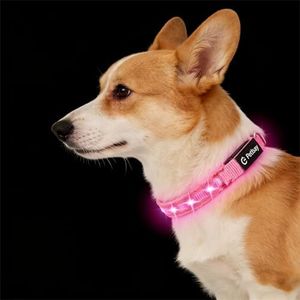 LED Dog Co