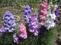 CEMEHA SEEDS Flowers Delphinium Subalpine Larkspur Dwarf Low Mix Annual Outdoor Non-GMO for Planting