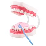 Ultrassist Dental Teeth Model, Ideal Brushing Teaching Dental Tooth Model for Kids and Childrean, 6 Times Enlarge, Includes Toothbrush