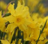 Narcissus x odorus 'Campernelle' / 