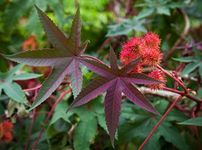 Outsidepride 15 Seeds Annual Ricinus Communis Castor Bean Bright Red Flower Seeds for Planting