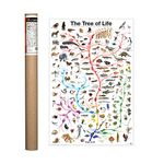 EuroGraphics Evolution - The Tree of Life Poster 36 x 24 inch