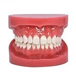 Dental Typodont Standard Teeth Mode
