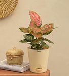 Ugaoo Aglaonema Pink Beauty Plant With Self Watering Pot