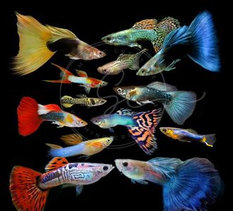 Swimming Creatures 4 Assorted Rare Guppy Live Tropical Freshwater Aquarium Fish