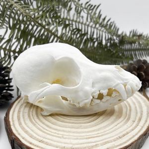 Taxidermy 