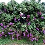 Hidden Enterprise Most wonderful Testy & Sweet Frash 1Healthy Food Indian Purple mango FruitTree Grafted Plant(pack of 1) ll For Outdoor & Indoor Home Garden Mango Fruit plant ..