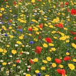 GardenersDream - 100% Wildflowers Seeds Mix - Meadow Flower Seeds Mix with Premium Bee Friendly Wild Flowers Seeds for UK Climate - 20+ Varieties Attract Bees & Butterflies 1KG - Covers Up to 500M2