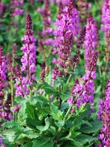 Perennial Farm Marketplace Salvia n. 'Rose Marvel' (Meadow Sage) Perennial, Size-#1 Container, Pink Spikes