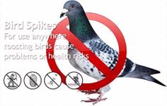 SPIKEZONE - Spikes for Bird & Pigeon, Polycarbonate Bird/Pigeon Control Spikes, Bird Spikes, Pigeon Problem Solutions (70 Pcs Box)