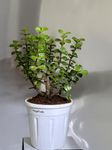 TrulyFresh Prosperity Jade Plant – Indoor Succulent for Home & Office Decor, Best for Living Room, Kitchen, Bedroom, & Office Table - Low Maintenance (Small)