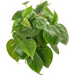 Philodendron scandens | Fast Growing Climber | 15cm Hanging Sweetheart Plant