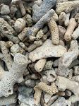 1kg Crushed Coral Shell Skeleton Filter Media Marine Reef Bio Filter Media Buffer pH