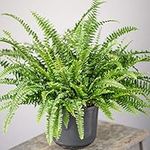 Stunning Boston Fern | Indoor Home or Office Plant | 25-35cm (Incl. Pot)