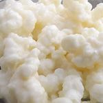 Live Milk Kefir Grains to make kefir milk drink