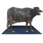 Punjab Dairy 30 Mm Cow Mat For Your Cow, Buffelo Horse ||8 * 5 Feet || Eva Mat (Color May Vary) ||Cow Mats Rubber For Dairy Farm||large