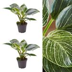 2 x Philodendron White Measure Plants in 6cm Pots - Easy to Maintain Indoor Plants