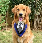 Lana Paws Gentleman Adjustable Tuxedo Dog Bandana Scarf - Blue (S-M)