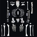 WKM Boneset For Medical Students (MBBS) Dis-articulated Human Skeleton Bilateral Anatomical Accuracy Medical Grade Quality , Complete Disarticulated Human Skeleton Bundle, Includes 3 Part Human Skull, Life Size Bones