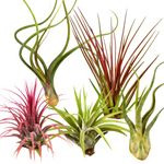 Air Plants