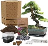 Pronto Seed Grow Your Own Bonsai Tr