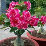 Mphmi NCR Perennial Live Plants Adenium Plant, Desert Rose (Grafted, Any Color) - Plant