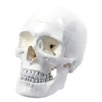 MYASKRO Polyvinyl Chloride Human Adult Skull Anatomical Model, Medical Quality, Life Size - 3 Part - Removable Skull Cap - Shows Foramen, Fossa, And Canals - For Medical Student,White