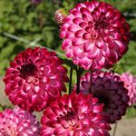 FERNSFLY® Flower Bulbs IMP. Dahlia | Dhalia | Dahalia Perennial Flower Bulbs Excellent Quality Attractive Aromatic Flower Home Outdoor Gardening Flowering Bulbs (Pack Of 5 The Little Robert)