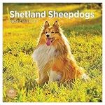 2024 Shetland Sheepdogs Monthly Wall Calendar by Bright Day, 12 x 12 Inch Cute Dog Breed Gift