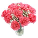 Clare Florist Pink Carnations Fresh Flower Bouquet - Beautiful Flowers for All Special Occasions