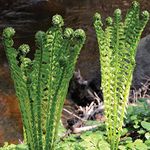 Outdoor Ferns Shuttlecock Fern Plants Hardy Perennial for Woodland Garden & Shaded Areas 3 x Matteuccia struthiopteri Plants in 9cm Pots