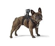 GoPro Fetch Dog Harness - Official 