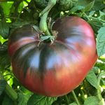 Purple Tomato Mar Azul Seeds - Heirloom Beefsteak Tomato Plant Seed