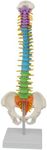 LSOAARRT Spine Model Human-New Colored Life Size Flexible Anatomical Human Skeleton Spine Model with Pelvis Femur 45cm