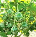 Thai Green Round Eggplant Seeds Veg