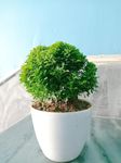 Growing Plants Live Bonsai Bushy Table Kamini tree house plant With Black Plastic Pot