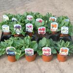 18 x Petunia Plants - Hanging Baske