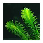 Lincolnshire Pond Plants Ltd Elodea Densa Aquarium Plants Oxygenating Plant 5-500 Strands (5)