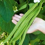 Suttons Bean (Runner) Seeds Moonlight, Vegetable Seed, approx. 35 Seeds per pack, Grow your own, Ideal for Beds and Borders