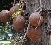 Royal Paradise Garden Rare Cannon Ball Tree (Couroupita guianensis) Nagalinga/Shivalingam Religious Tree Plant (1 Healthy Live Plant)