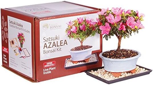 Brussel's Bonsai - Live Satsuki Azalea Bonsai Tree Kit, Outdoor Flowering Bonsai Tree Live Plant with Bonsai Pot, Soil and Tray, Easy Care Bonsai Starter Kit for Patio Garden (Medium)
